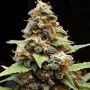Gorilla Glue x Lemon Haze Marijuana Strain by Professor Trichome For Sale Online at Cannabis Seeds Outlet