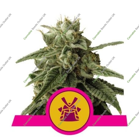 Shogun Feminized Marijuana Strain by Royal Queen Seeds For Sale Online at Cannabis Seeds Outlet