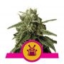 Shogun Feminized Marijuana Strain by Royal Queen Seeds For Sale Online at Cannabis Seeds Outlet