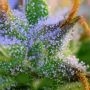 Shogun Feminized by Royal Queen Seeds THC Content Potency Strength CBD Height Yield Flowering Time Indica Sativa Genetics