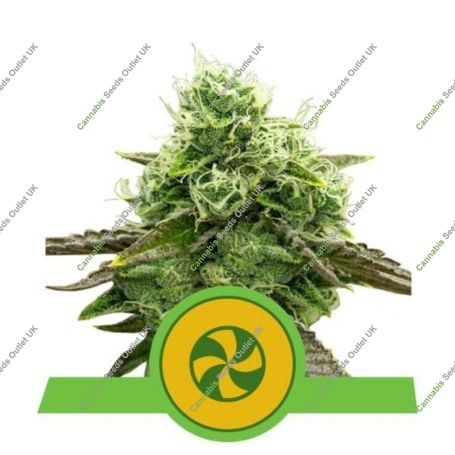 Sweet ZZ Auto Feminized Marijuana Strain by Royal Queen Seeds For Sale Online at Cannabis Seeds Outlet
