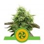 Sweet ZZ Auto Feminized Marijuana Strain by Royal Queen Seeds For Sale Online at Cannabis Seeds Outlet