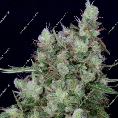 Grateful Chemdawg Feminized Marijuana Strain by Don Avalanche Seeds For Sale Online at Cannabis Seeds Outlet