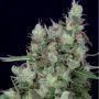 Grateful Chemdawg Feminized Marijuana Strain by Don Avalanche Seeds For Sale Online at Cannabis Seeds Outlet