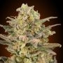 Somango Glue Feminized Marijuana Strain by Advanced Seeds For Sale Online at Cannabis Seeds Outlet