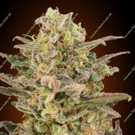 Somango Glue Auto Feminized Marijuana Strain by Advanced Seeds For Sale Online at Cannabis Seeds Outlet