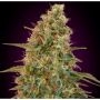 Zkittlez Auto Feminized Marijuana Strain by Advanced Seeds For Sale Online at Cannabis Seeds Outlet