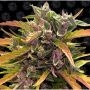 Gorilla Glue Auto Feminized Marijuana Strain by Barneys Farm For Sale Online at Cannabis Seeds Outlet