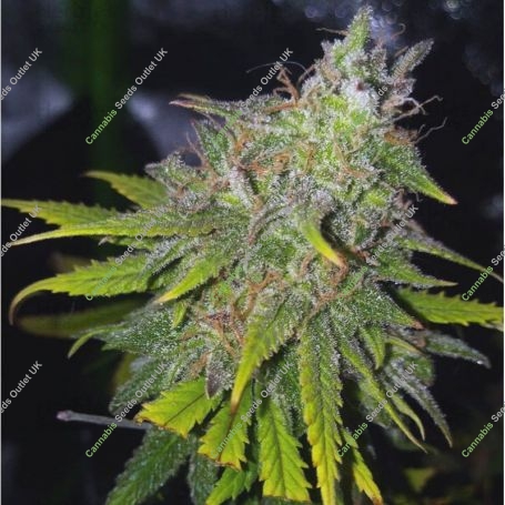 Gelato 41 Feminized Marijuana Strain by Seed Stockers For Sale Online at Cannabis Seeds Outlet