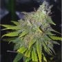 Gelato 41 Feminized Marijuana Strain by Seed Stockers For Sale Online at Cannabis Seeds Outlet