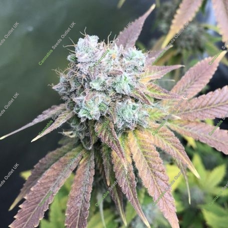 Gelato Auto Feminized Marijuana Strain by Nirvana For Sale Online at Cannabis Seeds Outlet