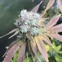 Gelato Auto Feminized Marijuana Strain by Nirvana For Sale Online at Cannabis Seeds Outlet
