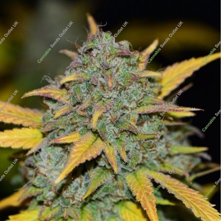 Gelato Auto Feminized Marijuana Strain by Professor Trichome For Sale Online at Cannabis Seeds Outlet