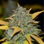 Gelato Auto Feminized Marijuana Strain by Professor Trichome For Sale Online at Cannabis Seeds Outlet