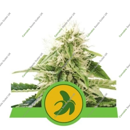 Fat Banana Auto Feminized Marijuana Strain by Royal Queen Seeds For Sale Online at Cannabis Seeds Outlet