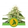 Fat Banana Auto Feminized Marijuana Strain by Royal Queen Seeds For Sale Online at Cannabis Seeds Outlet