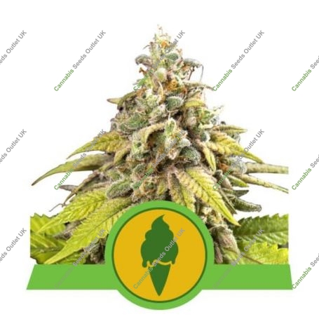 Green Gelato Auto Feminized Marijuana Strain by Royal Queen Seeds For Sale Online at Cannabis Seeds Outlet