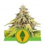 Green Gelato Auto Feminized Marijuana Strain by Royal Queen Seeds For Sale Online at Cannabis Seeds Outlet