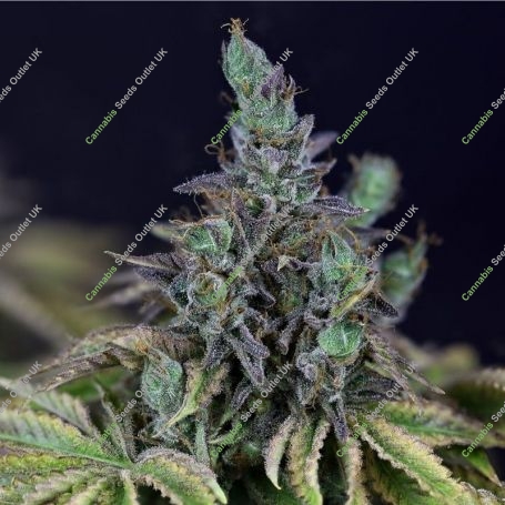 Gelato OG Auto Feminized Marijuana Strain by Seedsman For Sale Online at Cannabis Seeds Outlet