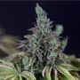Gelato OG Auto Feminized Marijuana Strain by Seedsman For Sale Online at Cannabis Seeds Outlet
