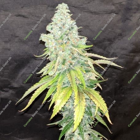 Cookies and Cream Marijuana Strain by Seed Stockers For Sale Online at Cannabis Seeds Outlet