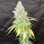 Cookies and Cream Marijuana Strain by Seed Stockers For Sale Online at Cannabis Seeds Outlet