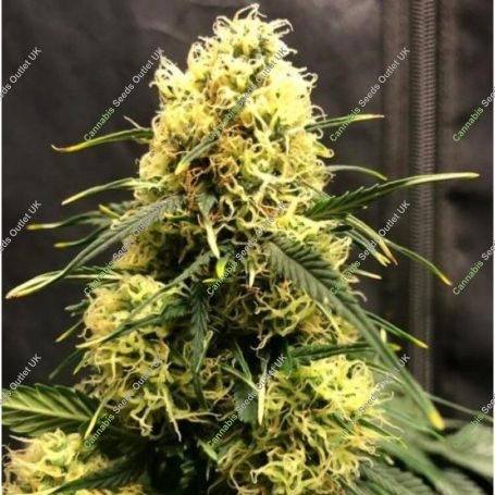 Vanilla Frosting Feminized Marijuana Strain by TasteBudz For Sale Online at Cannabis Seeds Outlet