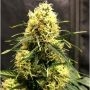 Vanilla Frosting Feminized Marijuana Strain by TasteBudz For Sale Online at Cannabis Seeds Outlet