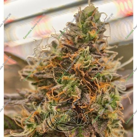 Creme Brute Feminized Marijuana Strain by Dragon Seeds For Sale Online at Cannabis Seeds Outlet