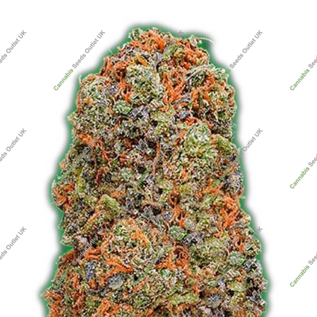 Monster Gelato Feminized Marijuana Strain by Monster Genetics For Sale Online at Cannabis Seeds Outlet