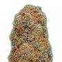 Monster Gelato Feminized Marijuana Strain by Monster Genetics For Sale Online at Cannabis Seeds Outlet