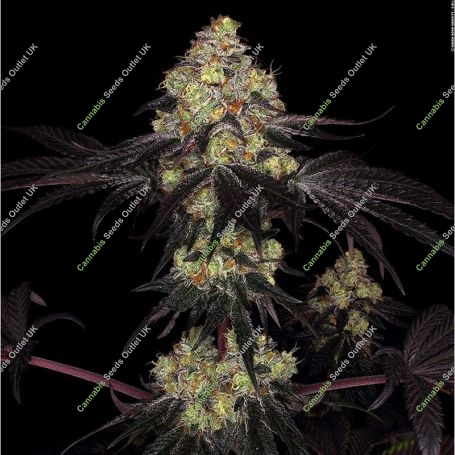 Sunset Paradise Feminized Marijuana Strain by Paradise Seeds For Sale Online at Cannabis Seeds Outlet