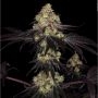 Sunset Paradise Feminized Marijuana Strain by Paradise Seeds For Sale Online at Cannabis Seeds Outlet
