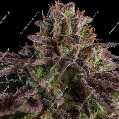 OMG Feminized Marijuana Strain by Ripper Seeds For Sale Online at Cannabis Seeds Outlet