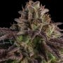 OMG Feminized Marijuana Strain by Ripper Seeds For Sale Online at Cannabis Seeds Outlet