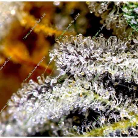 Vanilla Frosting Feminized Marijuana Strain by BSB Genetics For Sale Online at Cannabis Seeds Outlet
