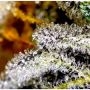 Vanilla Frosting Feminized Marijuana Strain by BSB Genetics For Sale Online at Cannabis Seeds Outlet