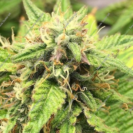 Moon Fruit Auto Feminized Marijuana Strain by Top Shelf Elite For Sale Online at Cannabis Seeds Outlet