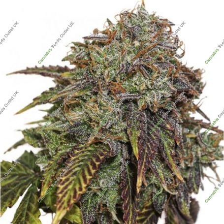 Gelato No 41 Auto Feminized Marijuana Strain by Seed Stockers For Sale Online at Cannabis Seeds Outlet