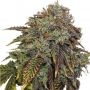 Gelato No 41 Auto Feminized Marijuana Strain by Seed Stockers For Sale Online at Cannabis Seeds Outlet