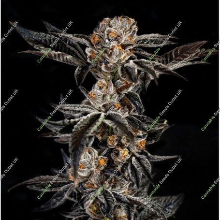 Gelato No33 Feminized Marijuana Strain by Elev8 Seeds For Sale Online at Cannabis Seeds Outlet