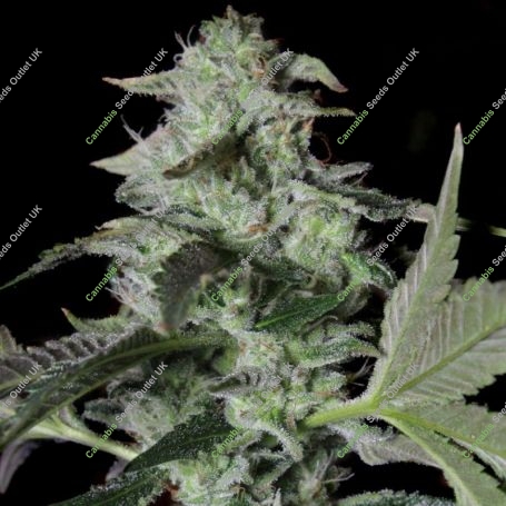 Sherbet Cake Feminized Marijuana Strain by Elev8 Seeds For Sale Online at Cannabis Seeds Outlet