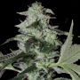 Sherbet Cake Feminized Marijuana Strain by Elev8 Seeds For Sale Online at Cannabis Seeds Outlet