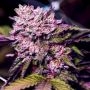 Gelato Feminized Marijuana Strain by Nirvana For Sale Online at Cannabis Seeds Outlet