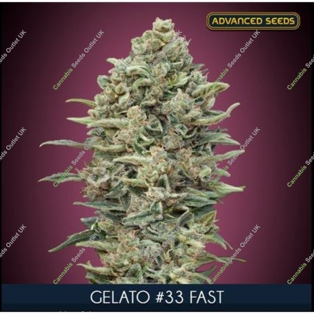 Gelato No33 Fast V Feminized Marijuana Strain by Advanced Seeds For Sale Online at Cannabis Seeds Outlet