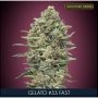 Gelato No33 Fast V Feminized Marijuana Strain by Advanced Seeds For Sale Online at Cannabis Seeds Outlet