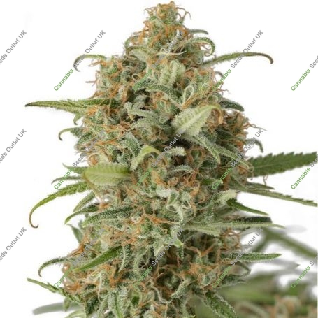 Cookies Fast Marijuana Strain by Seed Stockers For Sale Online at Cannabis Seeds Outlet