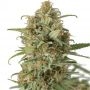 Cookies Fast Marijuana Strain by Seed Stockers For Sale Online at Cannabis Seeds Outlet