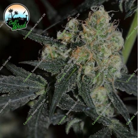 Biscotti Peach Feminized Marijuana Strain by Cali Weed For Sale Online at Cannabis Seeds Outlet