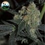 Biscotti Peach Feminized Marijuana Strain by Cali Weed For Sale Online at Cannabis Seeds Outlet